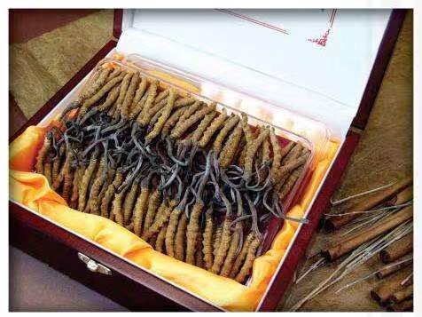 嵩县冬虫夏草回收